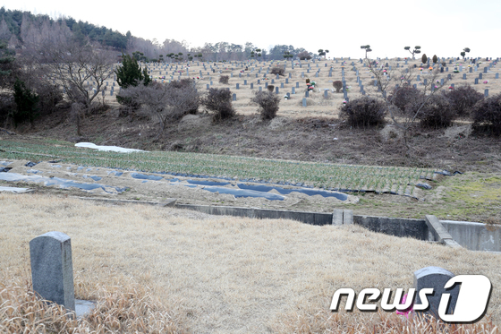 광주 북구 시립망월묘지 6묘원과 9묘원 사이 마늘밭의 모습./뉴스1 © News1 황희규 기자
