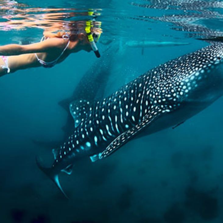 본문 이미지 - 고래상어와 함께 헤엄치는 체험이 가능한 오슬롭투어. 필리핀관광청 제공
