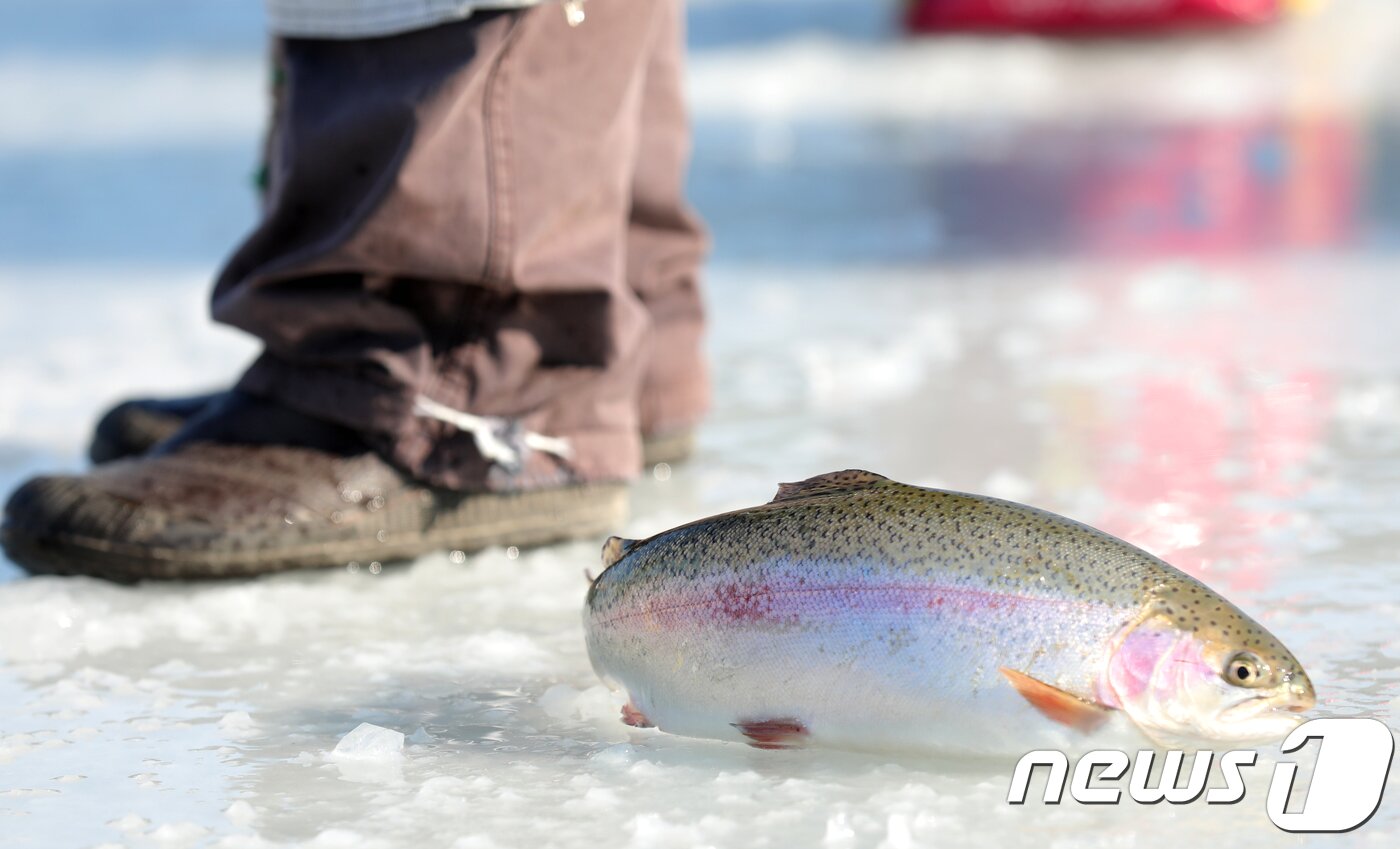 본문 이미지 - 홍천강 꽁꽁축제.(자료사진)/뉴스1 DB