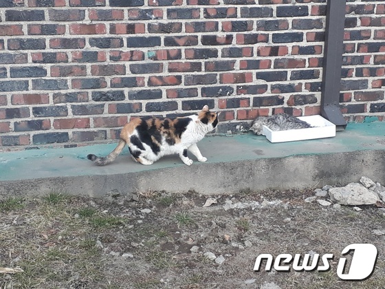 어미로 추정되는 길 고양이가 죽어 있는 새끼 고양이를 바라보고 있다.(독자 제공)© News1