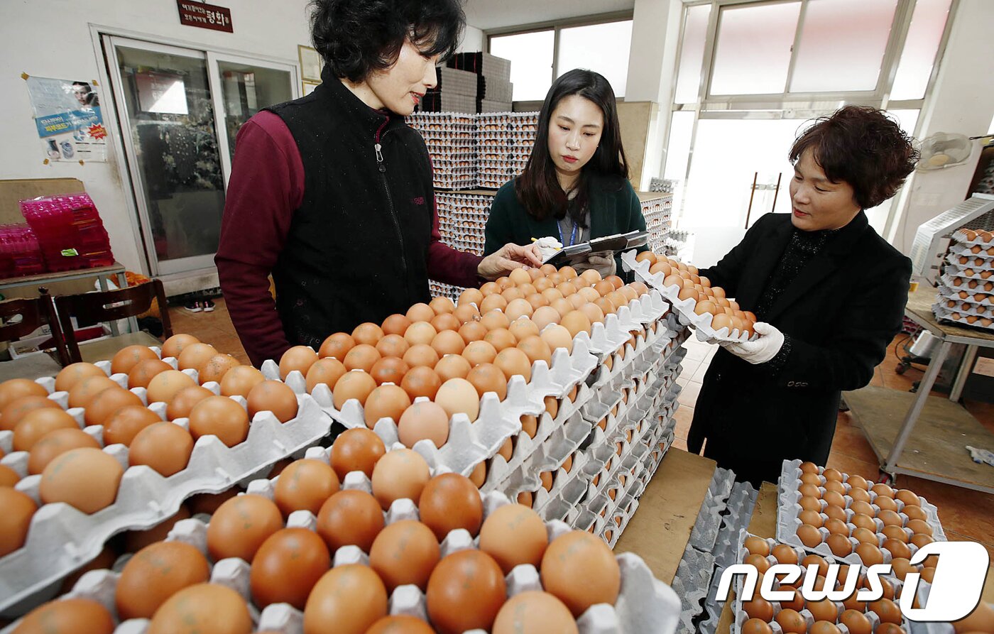 본문 이미지 - 지난 9일 광주 북구 말바우시장 내 식용란수집판매업소에서 북구청 시장산업과 직원들이 설명절을 앞두고 달걀의 위생상태와 유통기한, 불량 달걀 등에 대해 지도점검을 하고 있다.&#40;광주북구청 제공&#41; 2019.1.9/뉴스1 ⓒ News1