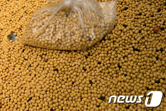 본문 이미지 - 미국산 대두. ⓒ 로이터=뉴스1