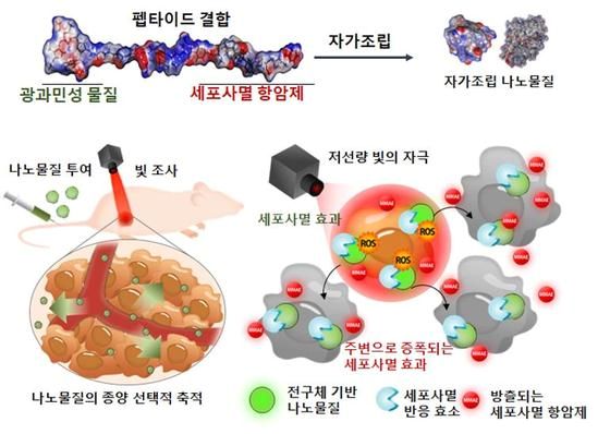 한국과학기술연구원(KIST) 테라그노시스연구단 김광명 박사팀은 자가조립 나노물질을 이용하여 정상조직에 영향 없이 암세포만 선택적으로 제거할 수 있는 새로운 기술 개발에 성공했다. © 뉴스1