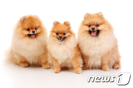 포메라니안 강아지들. 사진 이미지투데이 © 뉴스1