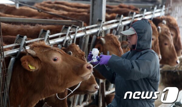 본문 이미지 - 경남도가 10월부터 구제역과 조류인플루엔자(AI) 특별방역에 돌입했다. 사진은 구제역 백신 맞고 있는 소.(경남도 제공)2019.10.10.ⓒ 뉴스1