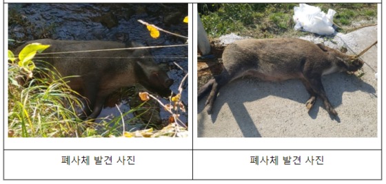 경기도 연천군 왕징면 강서리에서 발견된 아프리카돼지열병 감염 야생멧돼지 폐사체. (환경부 제공)