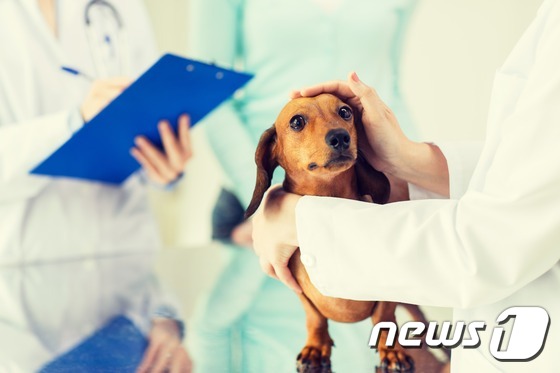 동물병원에서 진료 받는 강아지. 사진 이미지투데이 © 뉴스1