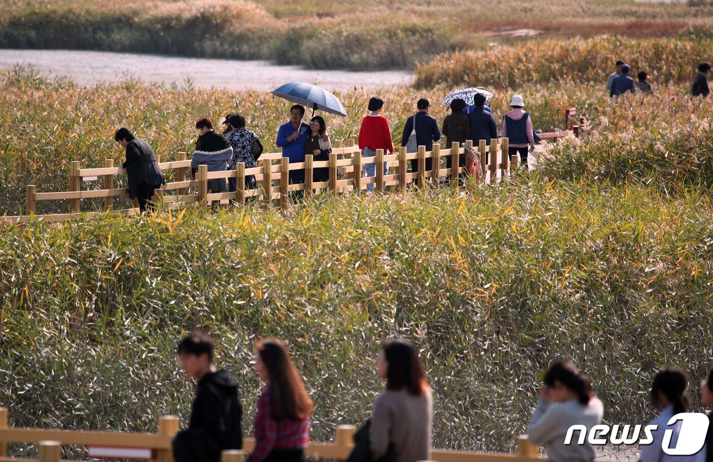 본문 이미지 - 강진만 갈대숲.(강진군 제공)/뉴스1