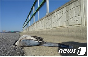 투명 방음벽에 충돌해 죽은 새의 사체, 사진 환경부 © 뉴스1