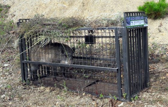 "멧돼지 봤어요" 이화여대서 잇단 신고…휴게소 이어 캠퍼스까지 출몰