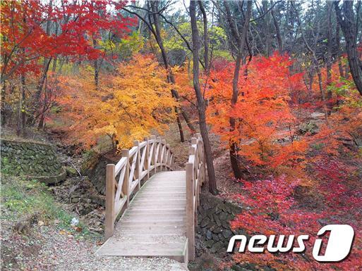 본문 이미지 - 상수리나무 등이 울창한 대구 남구 앞산 자락길은 가족산행으로 적당하다.(대구시 제공)ⓒ 뉴스1
