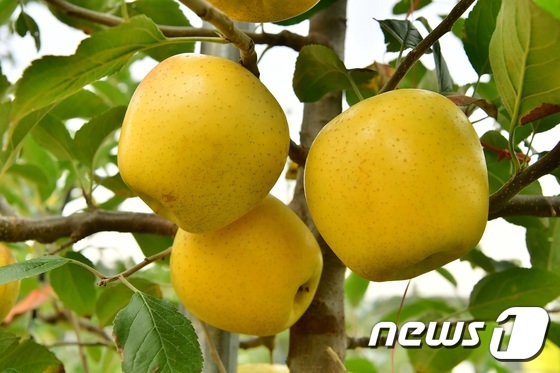 장성 '황금사과' 올해 첫 수확. © News1