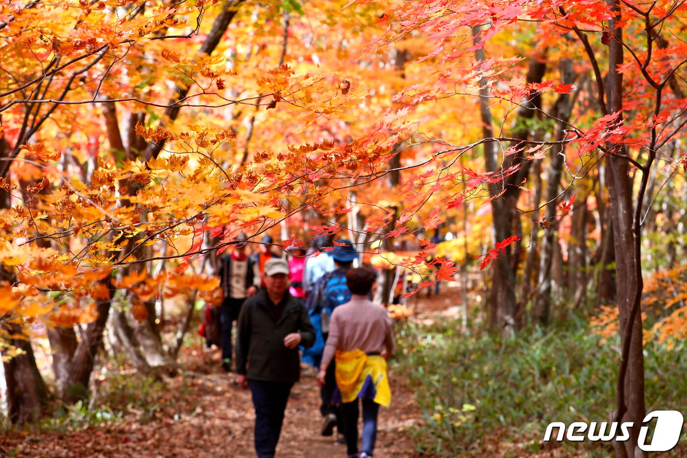 본문 이미지 - 오대산국립공원 선재길 자료사진.&#40;뉴스1 DB&#41;