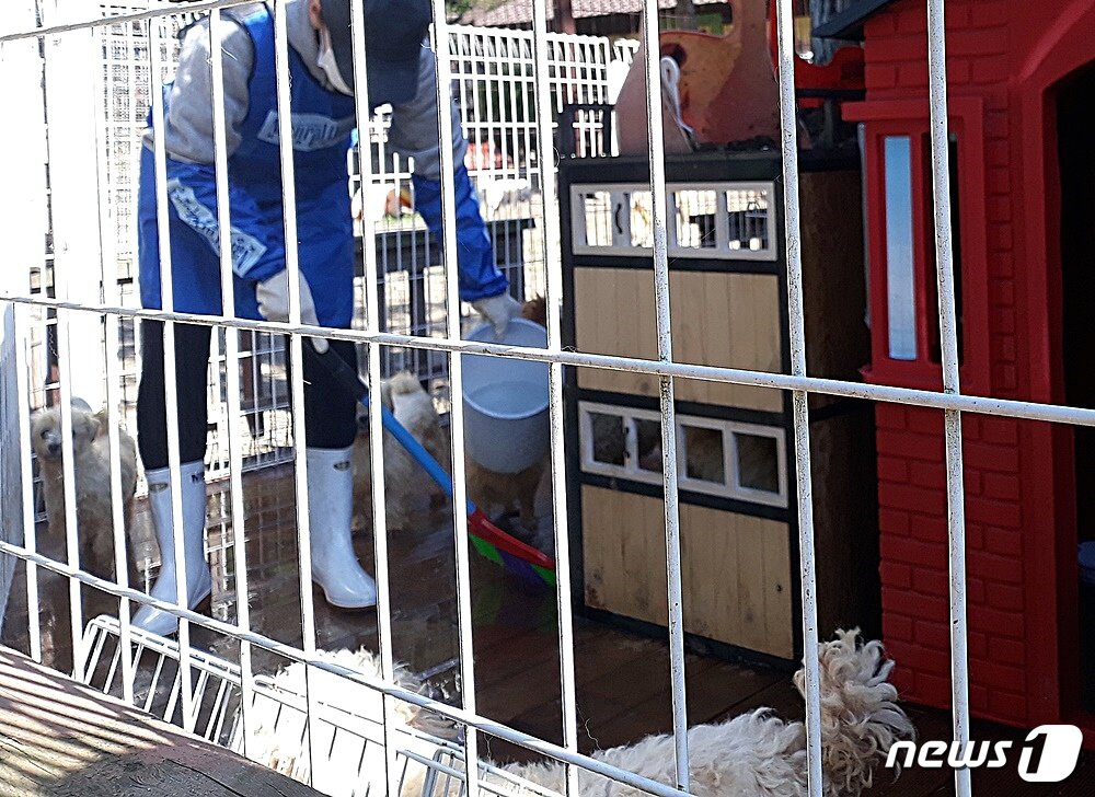본문 이미지 - 내추럴발란스 블루엔젤봉사단은 지난 19일 용인시에 위치한 유기동물보호소에서 봉사활동을 했다. ⓒ 뉴스1 최서윤 기자
