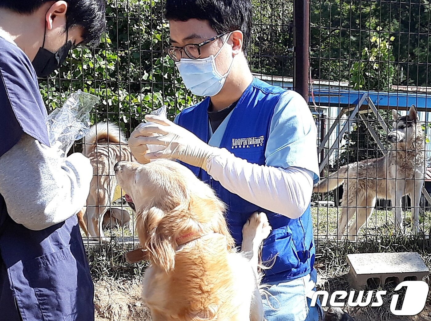 본문 이미지 - 윤병국 수의사(오른쪽)가 지난 19일 유기동물에게 예방접종을 하고 있다. ⓒ 뉴스1 최서윤 기자