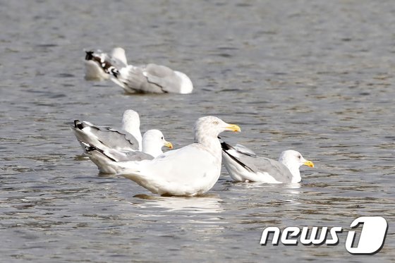 형산강에서 발견된 멸종위기 흰갈매기 