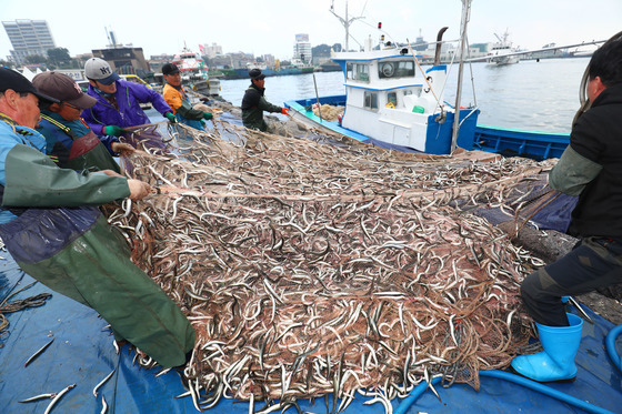 "대게·도루묵·양미리 돌아왔다"…강원 동해안 겨울어장 활력