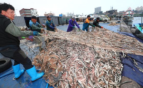 성탄절 동해안엔 '양미리' 굽는 고소한 냄새…모처럼 풍어