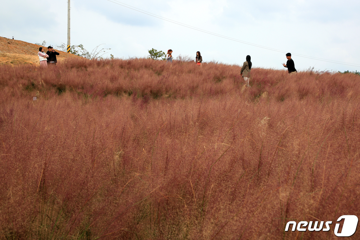 (강릉=뉴스1) 서근영 기자 = 서리가 내린다는 절기상 상강(霜降)을 하루 앞둔 23일 강원도 강릉시 사천면 일원 경포대 허브관광농원을 찾은 관광객들이 분홍빛 핑크 뮬리 그라스를 …