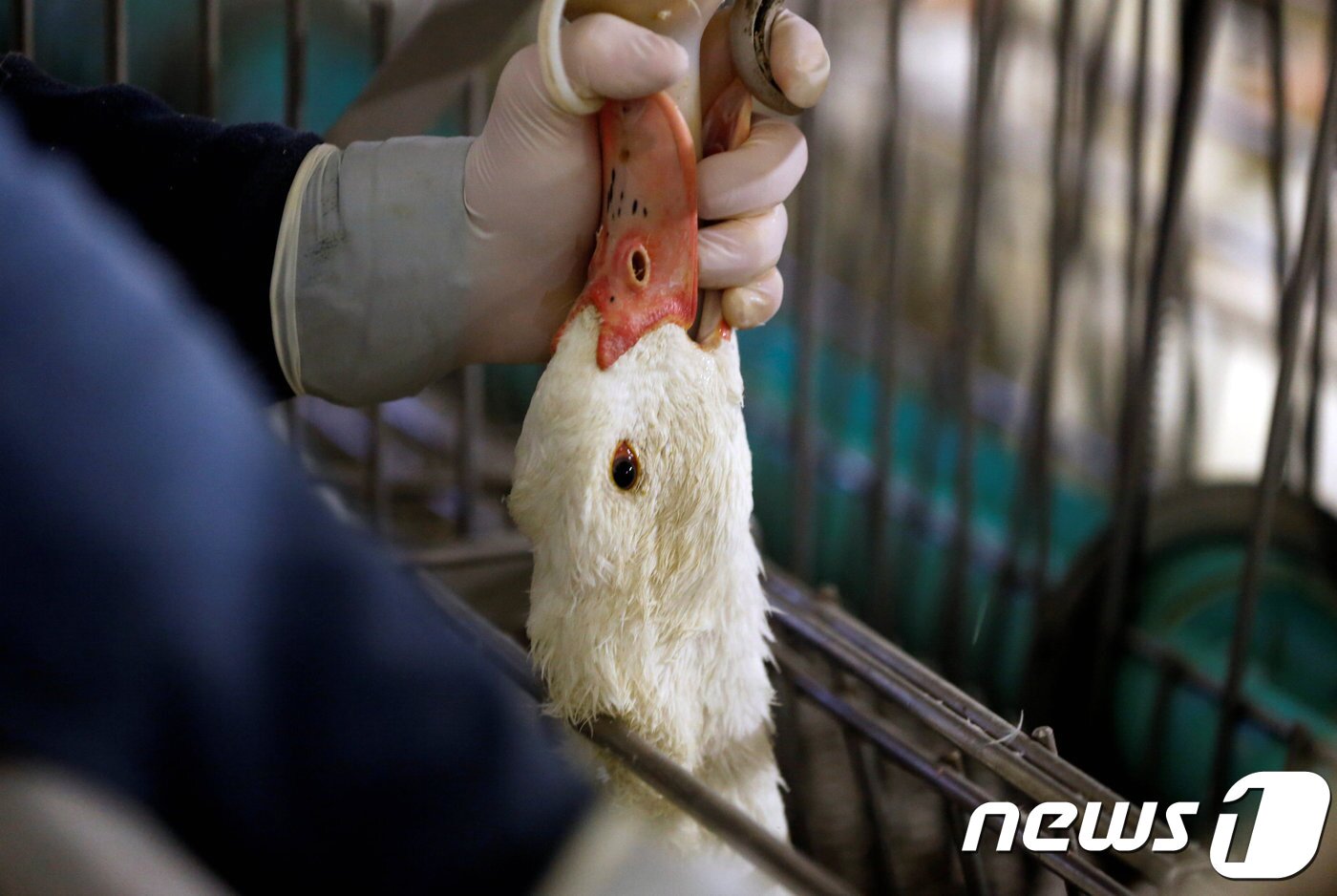 본문 이미지 - 푸아그라를 만들기 위해 강제로 먹이를 먹고 있는 오리. ⓒ 로이터=뉴스1