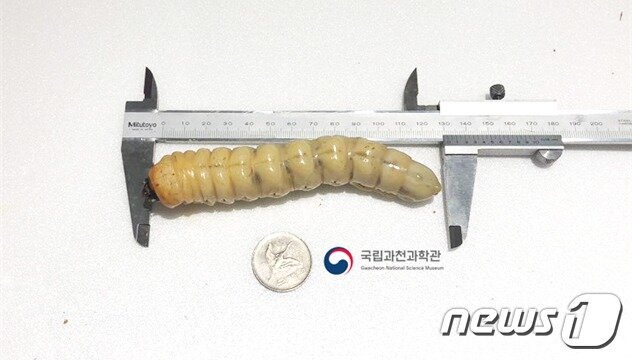 본문 이미지 - 과천과학관이 발견한 장수하늘소 유충의 모습, 2019.9.20ⓒ 뉴스1