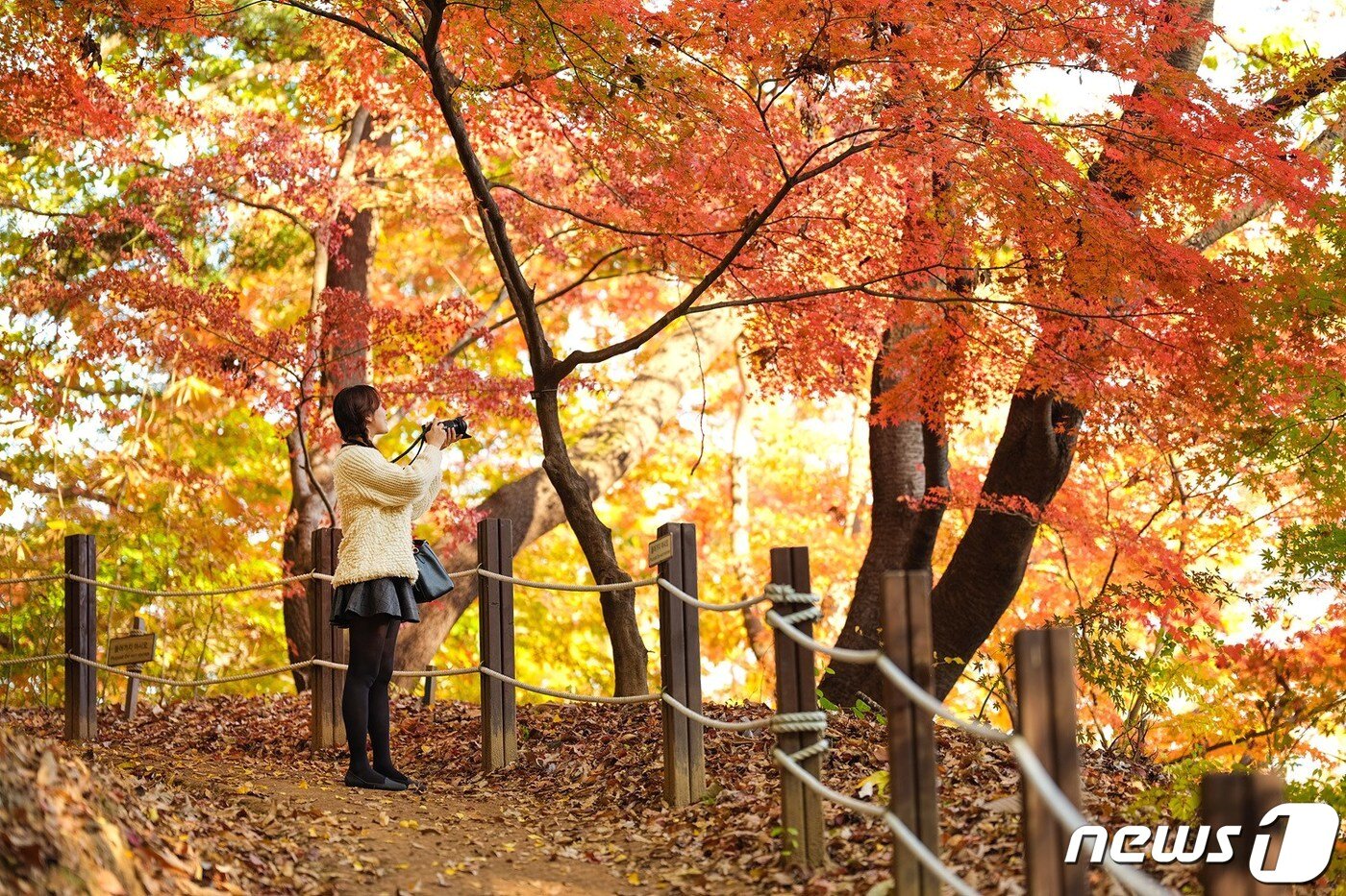 본문 이미지 - 에버랜드가 깊어 가는 가을과 함께 산책로, 어트랙션, 드라이브 등 다양하게 골라 즐길 수 있는 단풍놀이 추천코스를 마련했다고 7일 전했다. 현재 에버랜드에는 울긋불긋 물들어 가는 은행, 단풍, 느티, 대왕참나무 등 10여종 수 만 그루의 나무들이 황화코스모스, 국화 등 핼러윈 축제 테마가든과 어우러지며 가을 정취를 물씬 풍기고 있다. 사진은 숲 속 산책로 모습. (에버랜드 제공) 2019.10.7/뉴스1