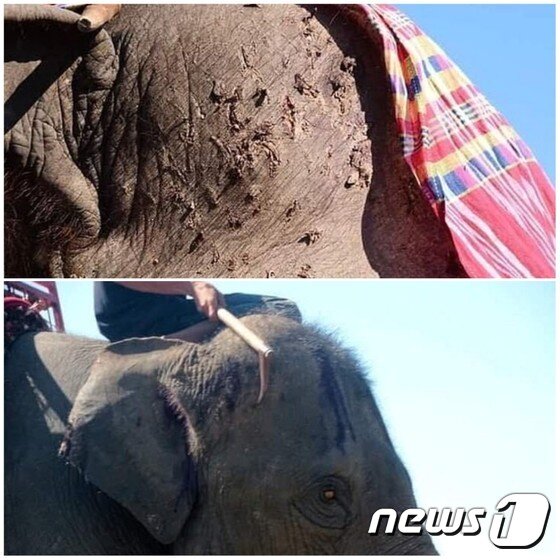 본문 이미지 - 불훅에 마구 찍힌 푸켓 코끼리 모습. 사진 아방다발릭(abang da balik) 트위터. ⓒ 뉴스1