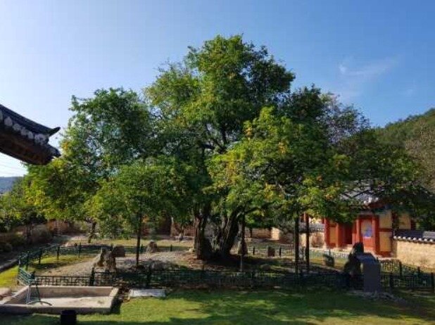 본문 이미지 - 문경 장수황씨 종택 탱자나무.(문화재청 제공)ⓒ 뉴스1