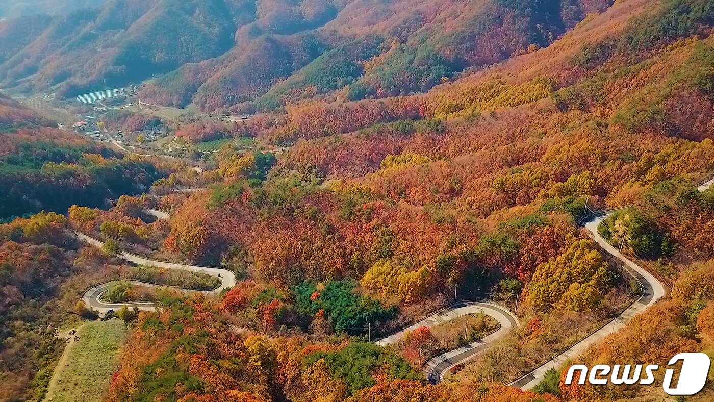 본문 이미지 - 지난 10일 충북 영동군 상촌면 고자리와 용화면 조동리를 잇는 '도마령'(刀馬岺·해발 840m)이 늦가을의 아쉬움을 달래듯 만산홍엽(滿山紅葉)의 아름다움을 뽐내고 있다. '도마령'은 칼을 든 장수가 말을 타고 넘었다 해서 이름 지어진 24굽이 고갯길이다.(영동군 제공)2019.11.11/뉴스1 ⓒNews1