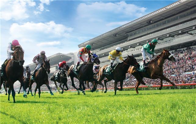 본문 이미지 - 해피밸리 경마장