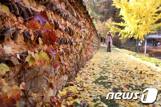 화보]떠나는 가을 아쉬운 영천 단풍 명소