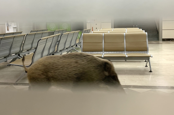 안성 공도읍 아파트 일대서 '멧돼지' 출몰…"야간시간 통행 자제"