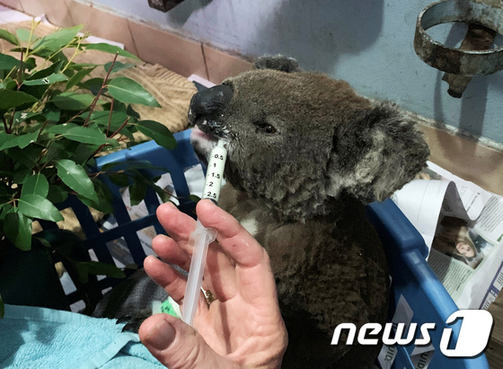 최근 호주에서 발생한 대형 산불로 화상을 입은 코알라가 동물병원에서 치료를 받고 있다. © 로이터=뉴스1 © News1 