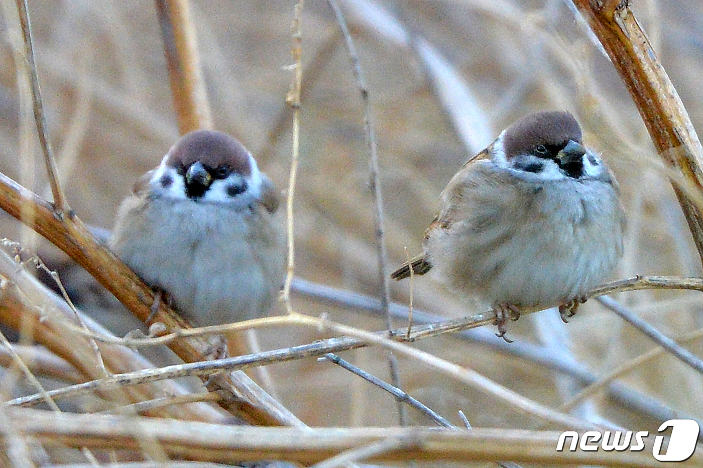 (포항=뉴스1) 최창호 기자 = 경북 포항시의 아침 기온이 올들어 가장 낮은 21일 오전 남구 송도동 해안가 나뭇가지에 참새들이 옹기종기 모여앉아 있다. 2019.11.21/뉴스1 …