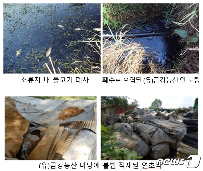 본문 이미지 - 장점마을 - 물고기 폐사와 오염된 도랑, 불법 적재된 연초박. 환경부 실태조사 자료 ⓒ News1 김춘상 기자