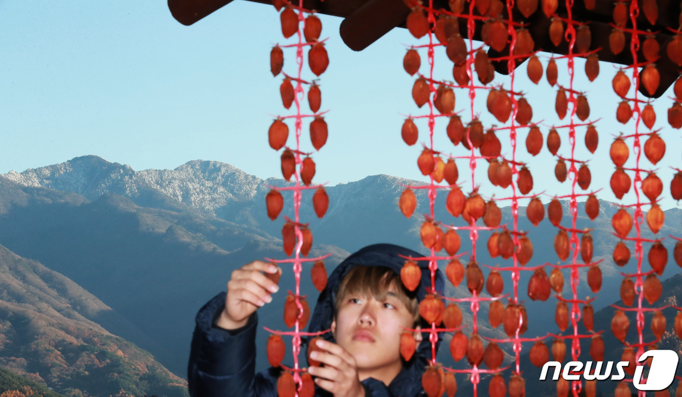 (서울=뉴스1) = 절기상 얼음이 얼고 첫눈이 내린다는 소설(小雪)을 하루 앞둔 21일 경남 함양군 마천면 창원산촌생태마을에서 한 농민이 곶감을 손질하고 있다. 뒤로는 지리산 정상 …