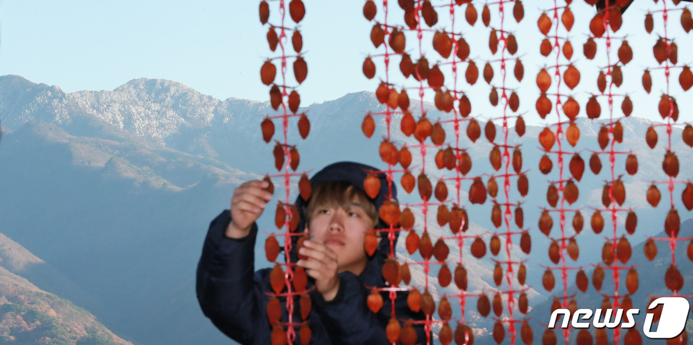 (서울=뉴스1) = 절기상 얼음이 얼고 첫눈이 내린다는 소설(小雪)을 하루 앞둔 21일 경남 함양군 마천면 창원산촌생태마을에서 한 농민이 곶감을 손질하고 있다. 뒤로는 지리산 정상 …