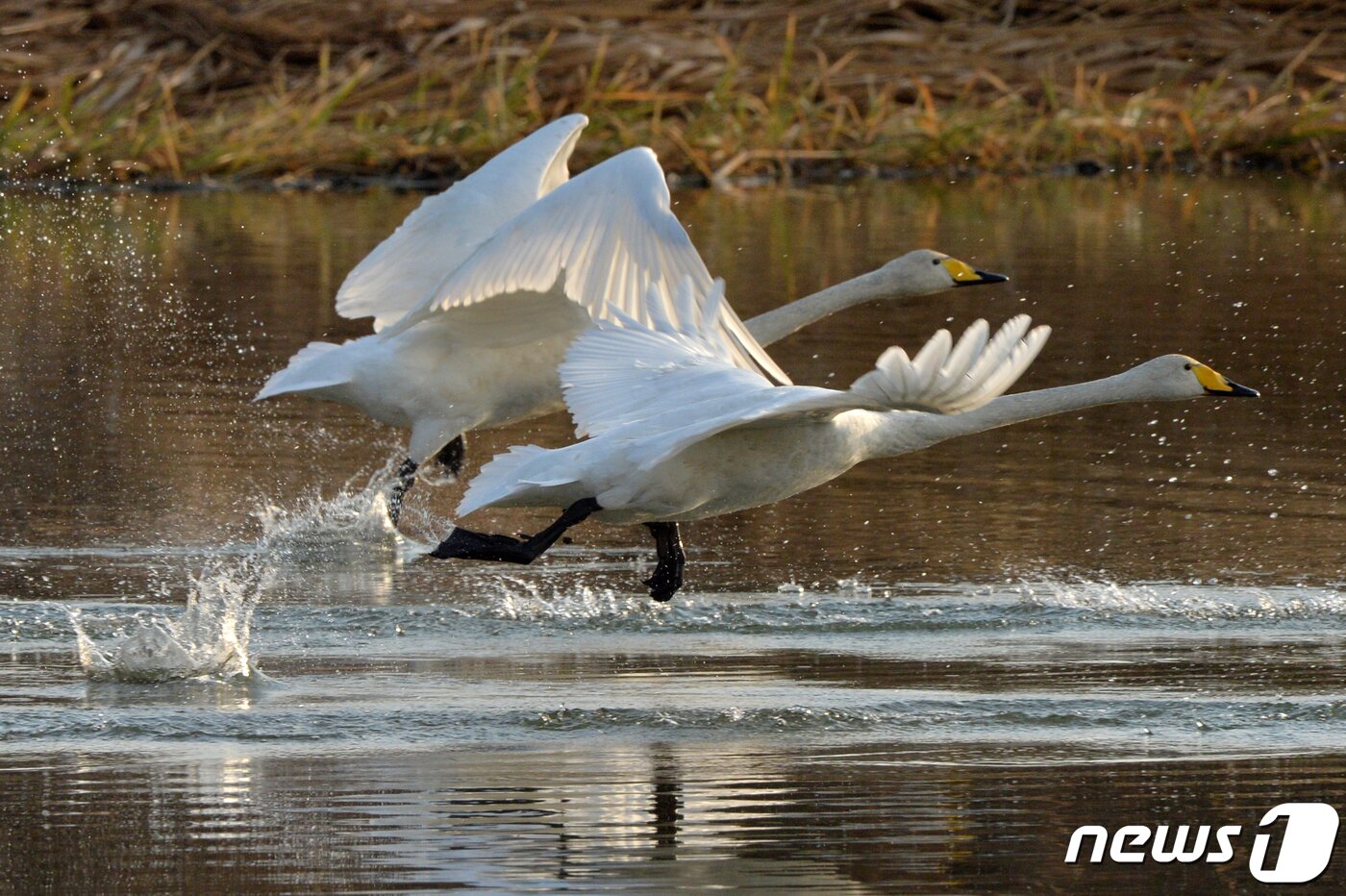 본문 이미지 - 천연기념물 201-2호인 큰고니가 지난달 27일 오전 경북 포항시 북구 흥해읍 샛강에서 힘차게 날아오르고 있다. 2019.11.27/뉴스1 ⓒ News1 최창호 기자
