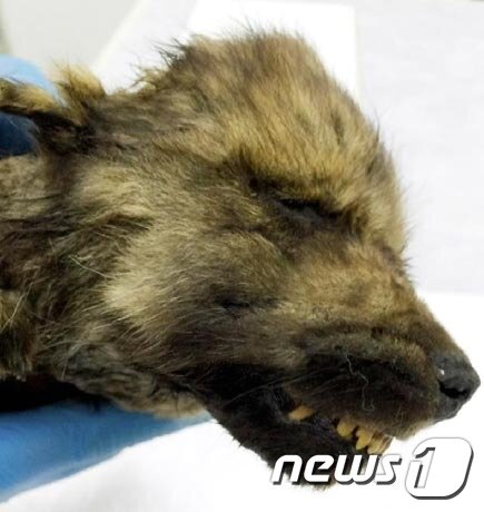 본문 이미지 - 어금니로 미뤄 2개월된 새끼로 추정된다. (세르게이 페도로프)ⓒ 뉴스1