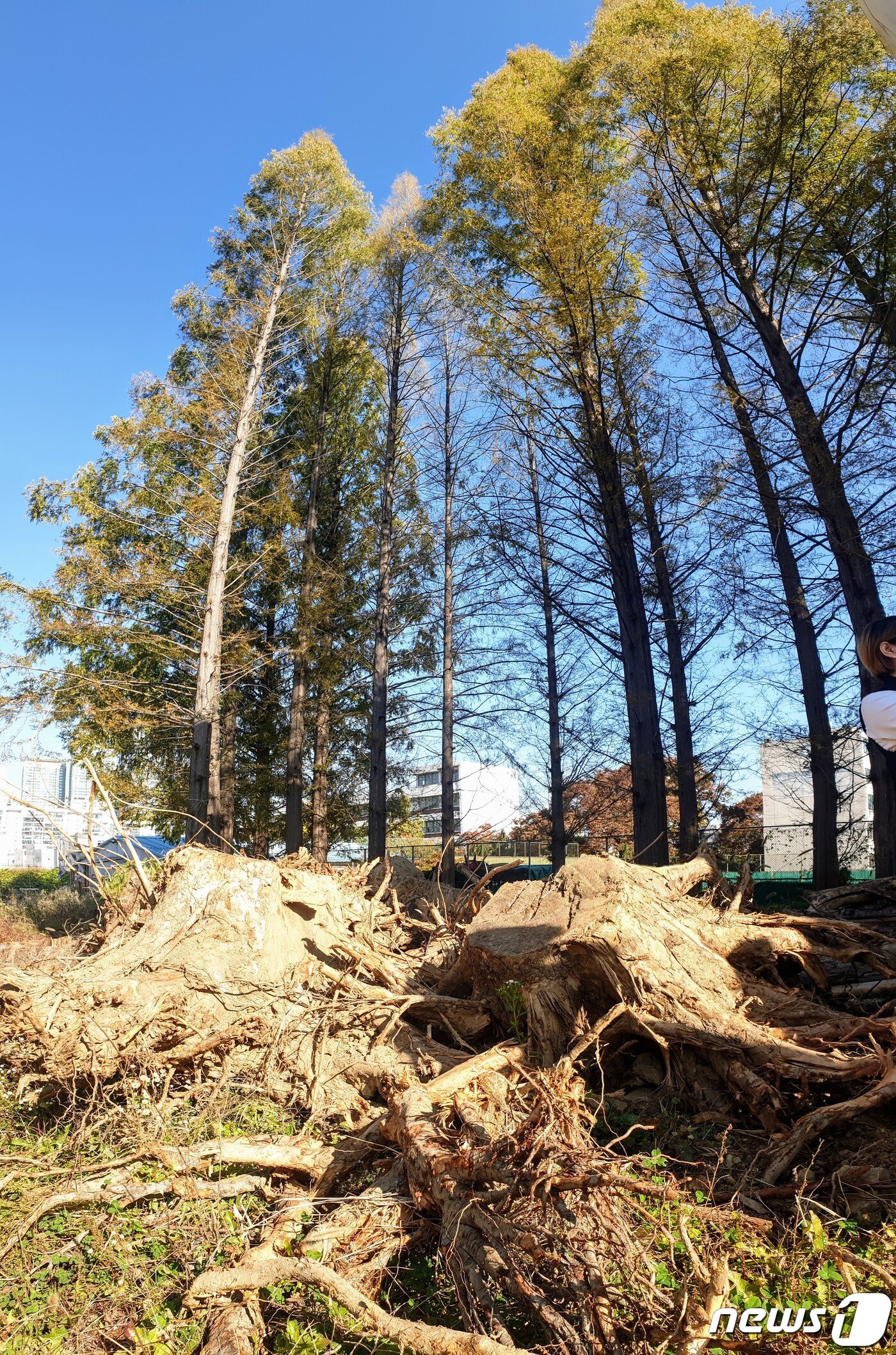 본문 이미지 - 지난 10월 30일 오전 서울 강남구 개포동 개포주공 1단지 재개발 지역 내 메타세쿼이아 길의 모습 2019.10.30/뉴스1 ⓒ News1 황덕현 기자