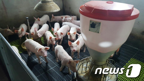 9일 오전 전남 장성군 돼지농가에서 새끼 돼지들이 먹이를 먹고 있다.(독자제공)2019.11.9/뉴스1 © News1