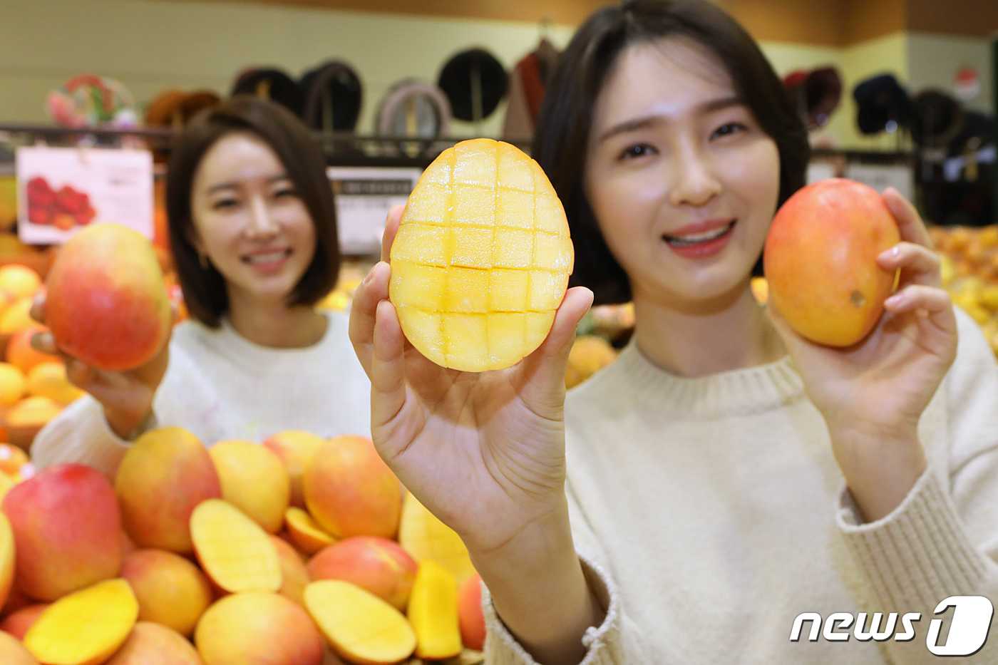 (서울=뉴스1) = 12일 오전 롯데마트 서울역점에서 모델들이 호주산 애플망고를 소개하고 있다.롯데마트는 오는 18일까지 호주에서 자라 비행기를 타고 날아온 애플망고 2종 (R2E …