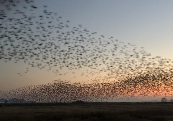무안공항 조류퇴치팀 절반 이상 전문교육 미이수…조류 대응 허점