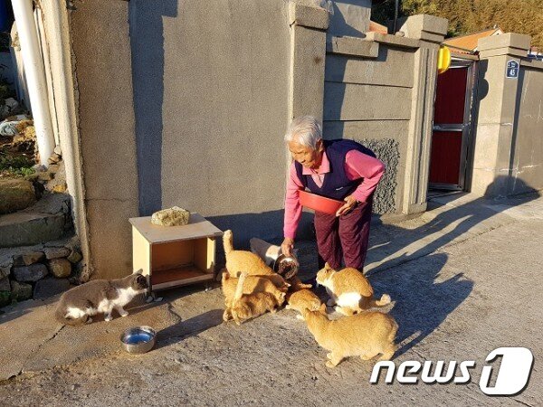 본문 이미지 - 고양이에게 밥을 주고 있는 주민 할머니. 사진 동물구조119 제공 ⓒ 뉴스1