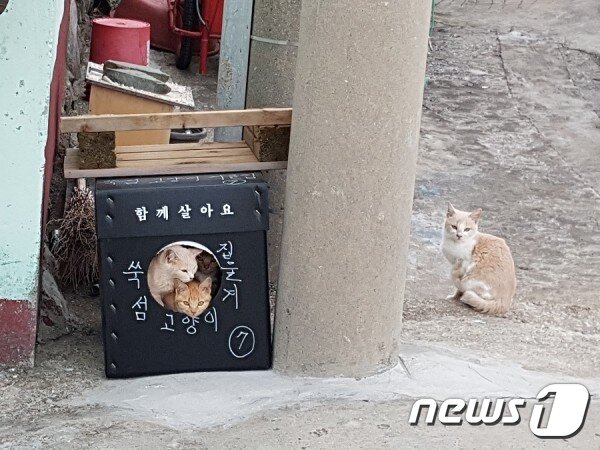 본문 이미지 - 겨울집 안에 옹기종기 들어가 있는 쑥섬 고양이들. 사진 동물구조119 제공 ⓒ 뉴스1