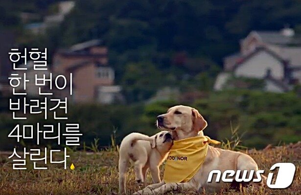 본문 이미지 - 사진 현대차의 헌혈견 캠페인 영상 갈무리 ⓒ 뉴스1