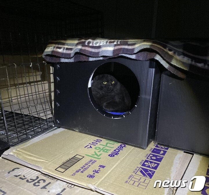 본문 이미지 - 사람들에게 안 보이는 곳에 길고양이 겨울집을 마련해줬다.사진 이보경 영등포구 캣맘 모임 대표 제공 ⓒ 뉴스1