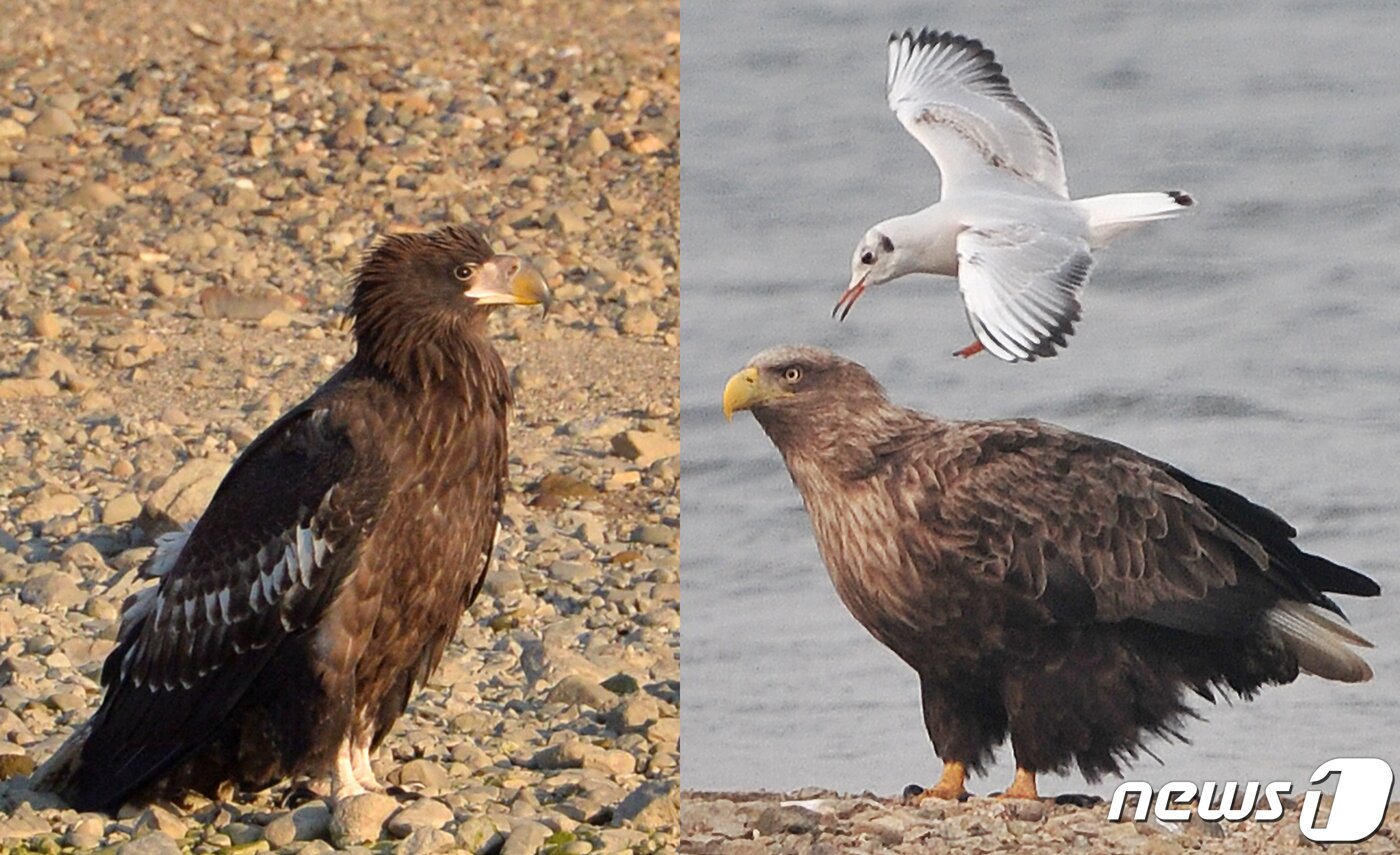 본문 이미지 - 6일 멸종위기 1급이자 천연기념물 243-4호인 흰꼬리수리(오른쪽)가 먹잇감을 찾고 있다. 앞서 5일에는 천연기념물 243-3호인 참수리가 카메라에 포착됐다. 참수리와 흰꼬리수리는 부리 부분에서 참수리가 훨씬 크고 참수리는 성조가 되면 날개와 다리쪽에 흰털이 자라지만 반면 흰꼬리수리는 꼬리 부분만 흰색으로 변한다. 2019.12.6/뉴스1 ⓒ News1 최창호 기자