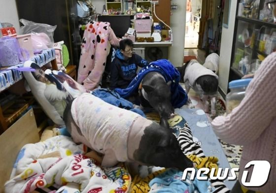 돼지 4마리가 방을 꽉 채우고 있다. © AFP=뉴스1