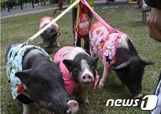돼지들을 산책시키고 있는 차이씨© AFP=뉴스1